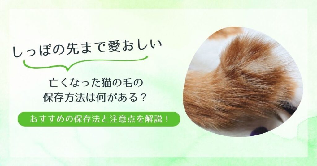 亡くなった猫の毛の保存方法は何がある？おすすめの保存法と注意点を解説！